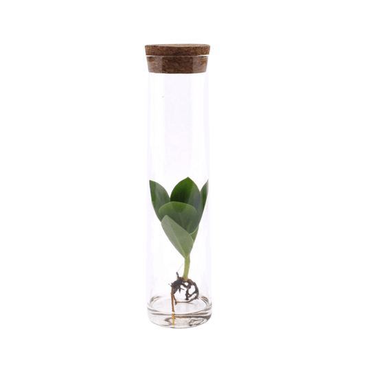 Clusia im Röhrenglas - Ø5cm - ↕15cm 