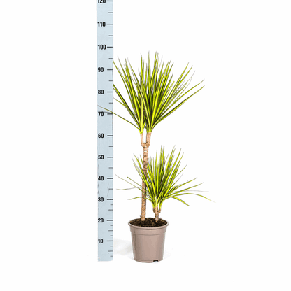 Dracaena Marginata Sonnenstrahl Ø19cm - ↕80-100cm