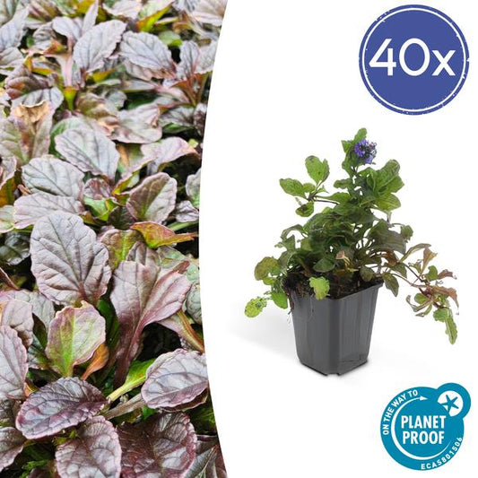 Kriechender Günsel Ajuga reptans – 40 Pflanzen – ↕10-25cm – Ø9cm – Bodendecker – Halbschatten & Schatten – Blühend & pflegeleicht
