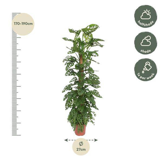 Fensterblatt – Monstera Monkey Leaf – Zimmerpflanze am Moosstock – ca. 180cm Höhe – Ø27cm – tropische Rankpflanze für Innenräume 