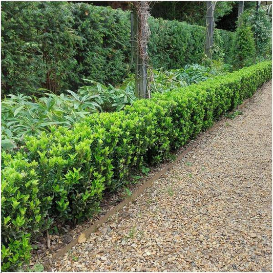 Grüne Spindelstrauchhecke - Euonymus japonicus 'Green Spire' - 6 winterharte Heckenpflanzen - Immergrüne Hecke - 1 Meter 