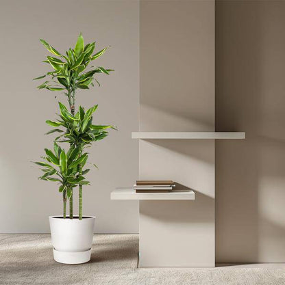 Drachenbaum - Dracaena Golden Coast - Zimmerpflanze - 160cm - ø24cm