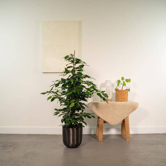 Birkenfeige - Ficus benjamina Danielle - Zimmerpflanze - Ø21cm - ↕95cm + Topf Mayk Blei 