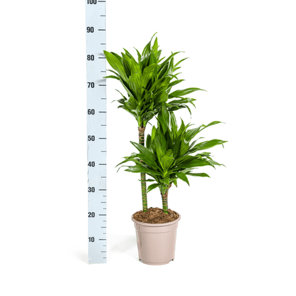 Dracaena Deremensis Grünes Juwel - Drachenbaum - Zimmerpflanze - Ø19cm - ↕70-90cm