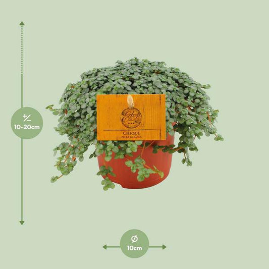 Kanonierblume - Pilea Glauca - Zimmerpflanze - Ø11cm - ↕15cm