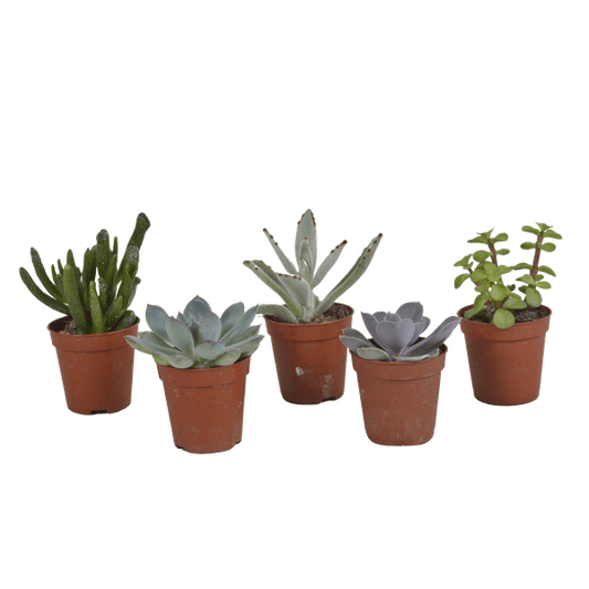 Sukkulenten - Mix - 5,5 cm - 5 Stück 