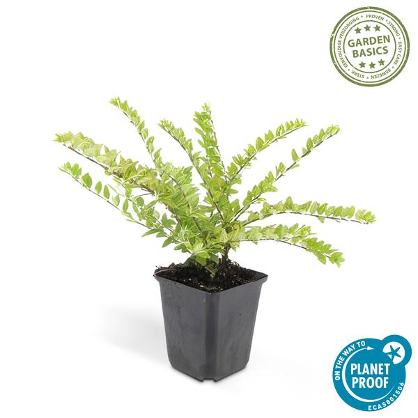 Lonicera nitida 'Maigrün' – 40 Pflanzen – Heckenmyrthe – Immergrün & Pflegeleicht – Sonnig & Schattig – Ideal für Hecken & Beete