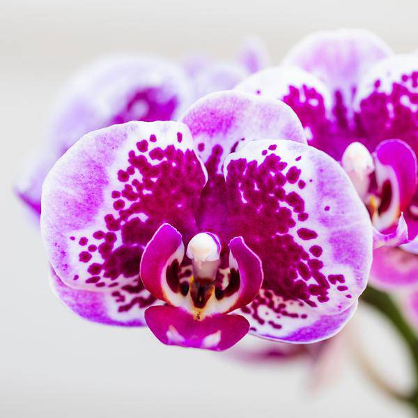Kolibri Orchids | Rosa lilac Phalaenopsis Orchid - El Salvador - Topfgröße Ø9cm | blühende Zimmerpflanze - frisch vom Züchter - Oasis of Life