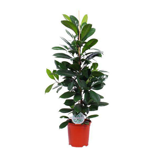 Gummibaum - Ficus Cyathistipula - Zimmerpflanze - Ø21cm - ↕105cm 