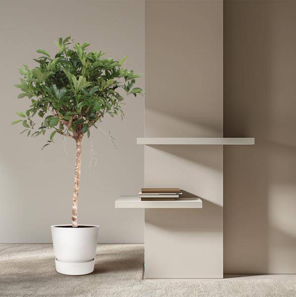 Strahlenaralie  - Schefflera Arboricola Compacta - Zimmerpflanze - 150cm - ø34cm