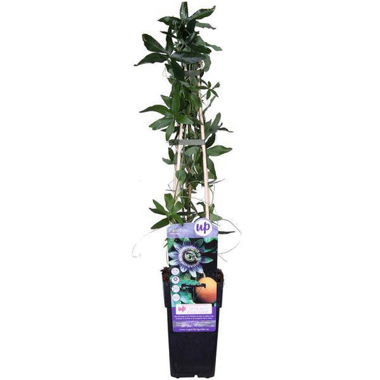 Passionsblume - Passiflora Blau caerulea - Ø15cm - ↕65cm