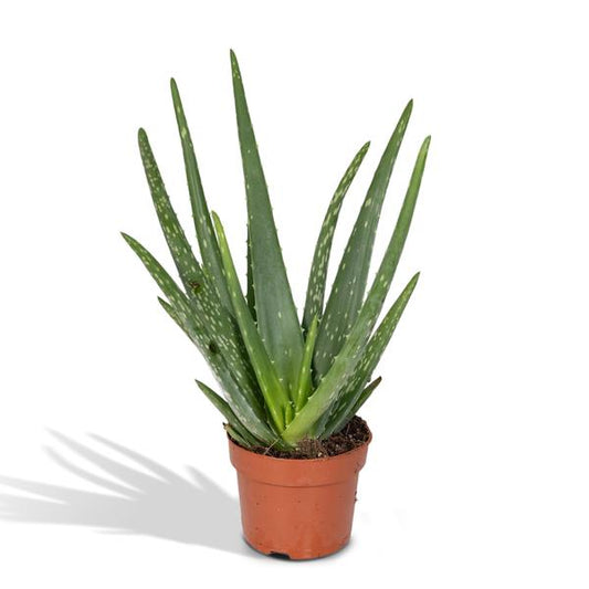 Aloe vera – Echte Aloe – Ø12cm x H40cm – Pflegeleichte Zimmerpflanze & Sukkulente – Sonnentolerant & wasserspeichernd – Im Kunststofftopf – Direkt aus der Gärtnerei 