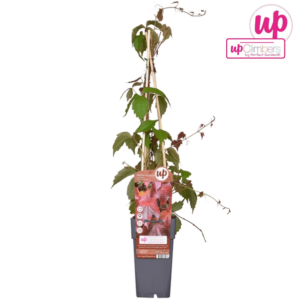 Dreilappige Jungfernrebe - Parthenocissus tricuspidata 'Veitch Boskoop' - Ø15cm - ↕65cm