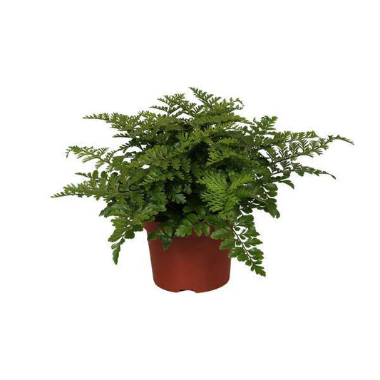 Nestfarn - Asplenium Parvati - Zimmerpflanze - Ø12cm - ↕25cm 