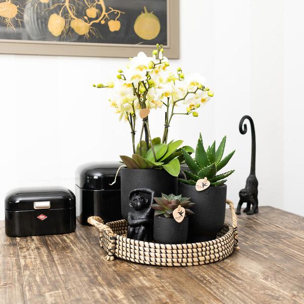 Ornament - Deko-Skulptur Sitzender Affe - Schwarz - Oasis of Life