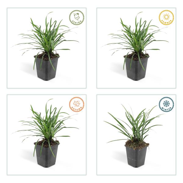 Lilientraube - Liriope muscari 'Big Blue' - ↕10-25cm - Ø9cm - 12 Stück