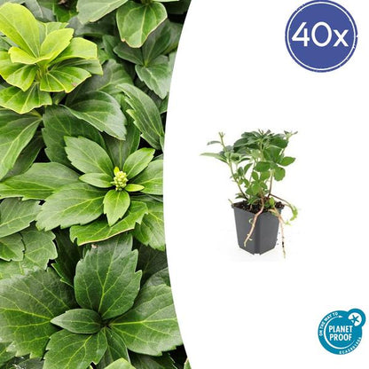 Japanischer Ysander - Pachysandra terminalis - ↕10-25cm - Ø9cm - 40 Stück
