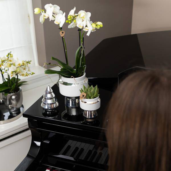 Weiße Phalaenopsis Orchidee - Amabilis + Le Chic Deko-Topf silber - Topfgröße Ø9cm - 40cm hoch | blühende Zimmerpflanze im Blumentopf - frisch vom Züchter - Oasis of Life