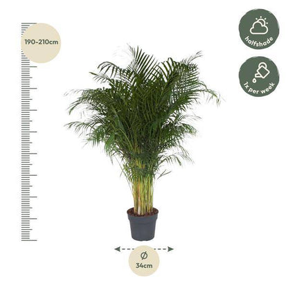 Goldfruchtpalme – Dypsis Lutescens – Areca-Palme – Zimmerpflanze – 200 cm hoch – Ø34 cm Topf – Tropisches Grün für Wohnzimmer & Büro – Luftreinigend & pflegeleicht 