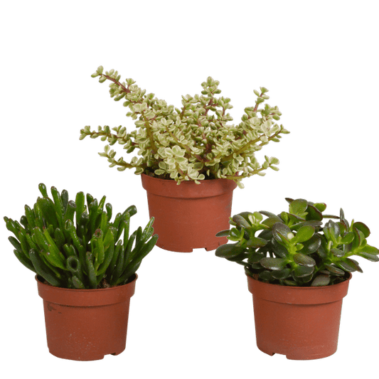 Sukkulente - Crassula Mix - 10,5 cm - 3 Stück 