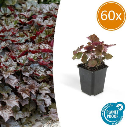 Heuchera mic. 'Palace Purple' – Rotblättriges Silberglöckchen – Ø9cm – ↕10-25cm – 60 Pflanzen – Schattengartenstaude – pflegeleicht & bienenfreundlich