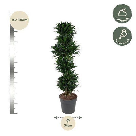 Drachenbaum – Dracaena Compacta 170cm – Ø34cm – Elegante Zimmerpflanze mit dunkelgrünen glänzenden Blättern – Pflegeleichte Grünpflanze für Wohnzimmer, Büro & Wintergarten 
