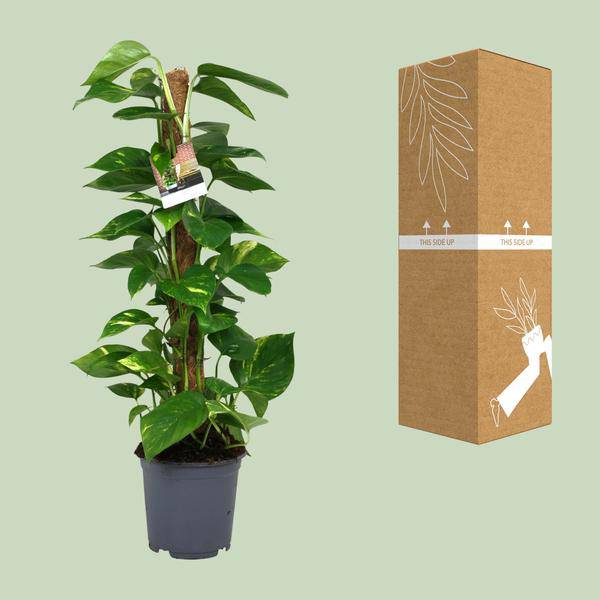 Efeutute - Scindapsus Epipremnum - Zimmerpflanze - Ø19cm - ↕80cm