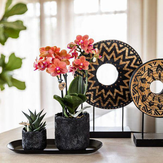 Phalaenopsis Orchidee Orange Bolzano mit Sukkulente – Pflanzenset mit Keramiktöpfen im Moon-Design auf schwarzem Tablett – Zimmerpflanzen Deko Set 