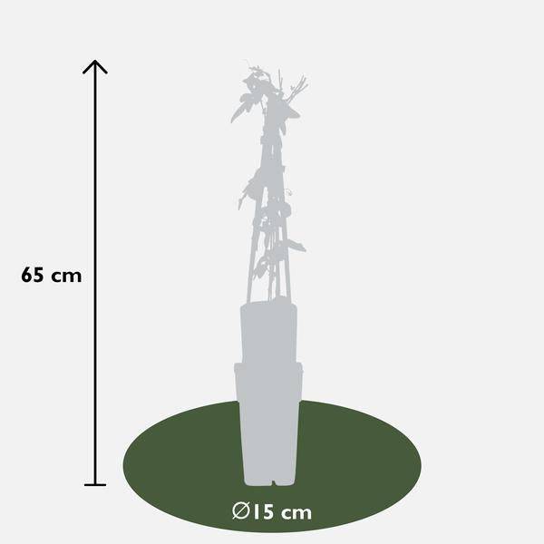 3x - Passiflora-Mischung - ↨65cm - Ø15 