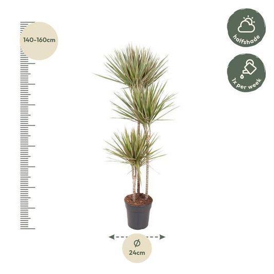 Drachenbaum – Dracaena Bicolor Carrousel 150cm – Ø24cm – Zimmerpflanze mit zweifarbigen Blättern in Grün & Cremeweiß – Pflegeleichte dekorative Grünpflanze für Wohnzimmer, Büro & Wintergarten 