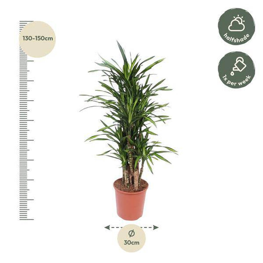 Drachenbaum - Dracaena Riki - Zimmerpflanze - 140cm - ø30cm 