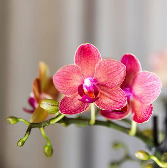 Phalaenopsis Orchideen „Kongo Rot“ – 4 Orchideen – ca. 30–35 cm hoch – Ø9 cm – rote Mini-Orchideen – Zimmerpflanze für Tisch & Fensterbank 