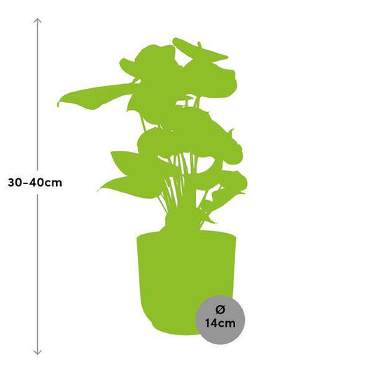 Flamingoblume Anthurium Rot – 12cm Zimmerpflanze inkl. Ziertopf Vibes Fold Gelb Ø14cm – Tropische Pflanze mit roten Hochblättern – Pflegeleicht & dekorativ – Für Wohnzimmer & Büro 