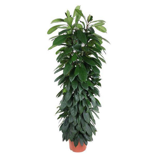 Gummibaum – Ficus Cyathistipula 150cm – Ø29cm – Elegante Zimmerpflanze mit glänzenden grünen Blättern – Immergrüne Dekopflanze für Wohnzimmer, Büro & Wintergarten – Pflegeleicht 