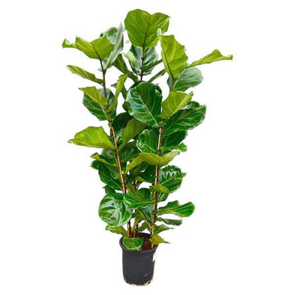 Feigenbaum - Ficus Lyrata Strauch - Zimmerpflanze - 165 cm - Ø30cm