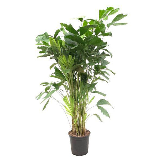 Caryota Mitis – Fischschwanzpalme – Zimmerpflanze ca. 140cm – ø24cm – Tropische Palme mit gefiederten Blättern für Wohnzimmer, Büro & Wintergarten 