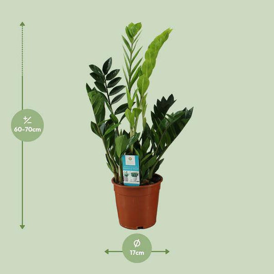 Glücksfeder - Zamioculcas Zamiifolia - Zimmerpflanze - Ø17cm - ↕65cm 