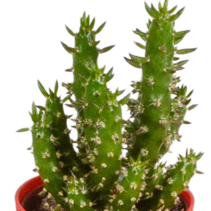 Kaktus - Mix - 5,5 cm - 5 Stück - Zimmerpflanze - im Topf mit Klee