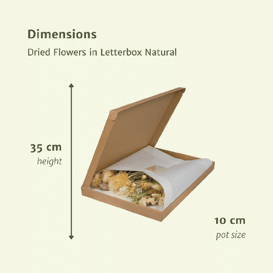 Trockenblumen im Briefkasten - Natur - Oasis of Life