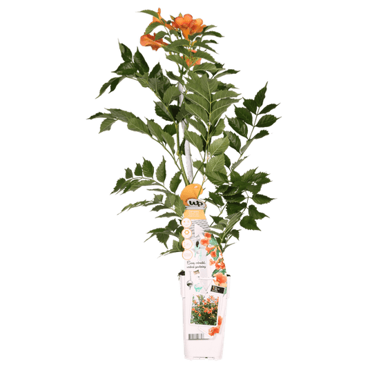 Trompetenblume Orange - Campsis Indian Summer - Ø15cm - ↕65cm
