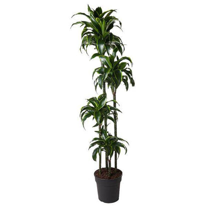 Drachenbaum – Dracaena Dorado 170cm – Ø27cm – Zimmerpflanze mit gold-grünen Blättern – Tropische Dekopflanze für Wohnzimmer, Büro & Wintergarten – Pflegeleicht 
