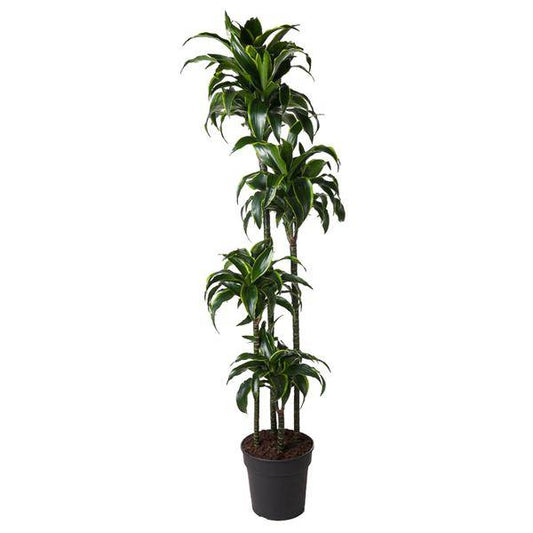 Drachenbaum – Dracaena Dorado 170cm – Ø27cm – Zimmerpflanze mit gold-grünen Blättern – Tropische Dekopflanze für Wohnzimmer, Büro & Wintergarten – Pflegeleicht 