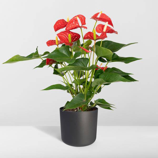 Flamingoblume - Anthurium Rot - Zimmerpflanze - Ø17cm - ↕55cm