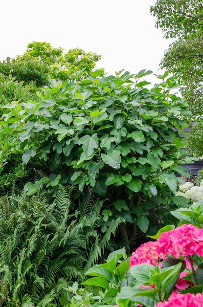 Feigenbaum - Ficus Gustissimo Perretta - Echte Feige - Ø19cm - ↨50cm
