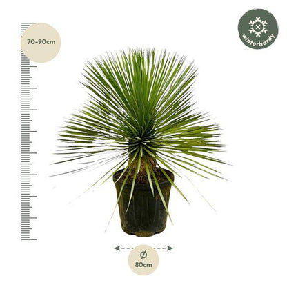 Palmlilie - Yucca Rostrata auf Stiel - Zimmerpflanze - 70 cm - Ø30cm