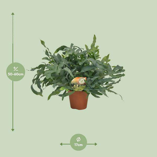Tüpfelfarn – Phlebodium aureum 'Blue Star' – Ø17cm – 60cm hoch – Zimmerpflanze – Luftreinigend & dekorativ – Bläuliches Farnlaub für Wohnraum & Büro 