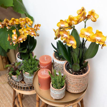 Orange-goldene Phalaenopsis-Orchidee - Jewel Las Vegas - Topfgröße Ø12cm | blühende Topfpflanze - frisch vom Züchter - Oasis of Life