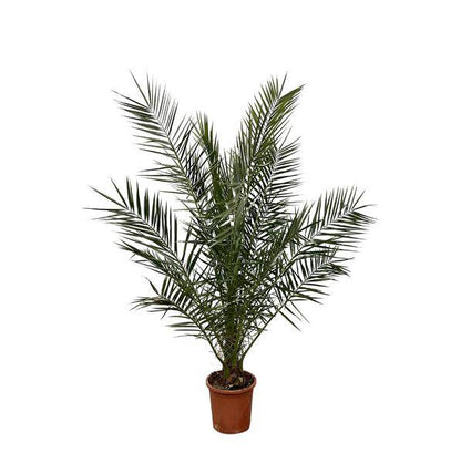 Kanarische Dattelpalme - Phoenix Canariensis - 180cm- Ø25cm