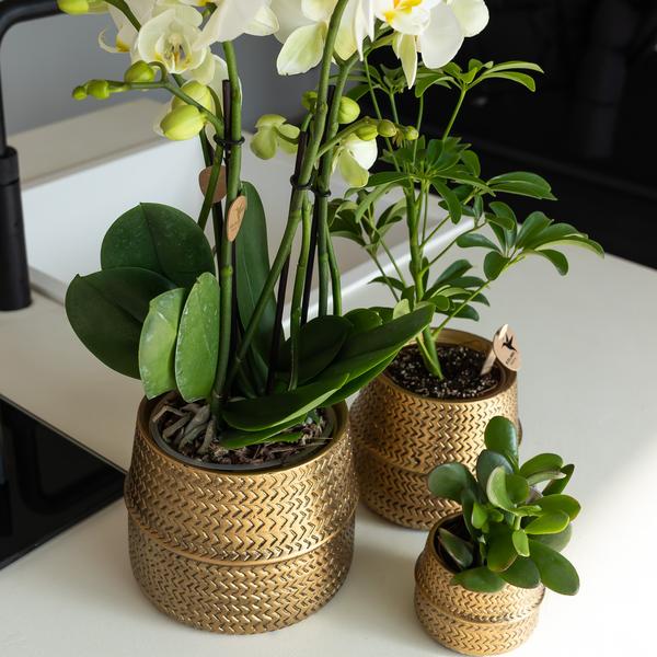 Orange Phalaenopsis-Orchidee Las Vegas im goldenen Groove-Ziertopf - Ø12cm - Oasis of Life