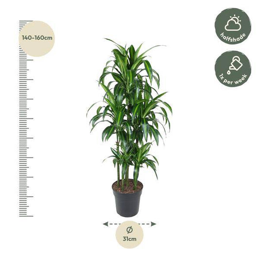 Drachenbaum – Dracaena Hawaiiana Karussell 150cm – Ø31cm – Zimmerpflanze mit langen glänzenden Blättern – Elegante pflegeleichte Grünpflanze für Wohnzimmer, Büro & Wintergarten 